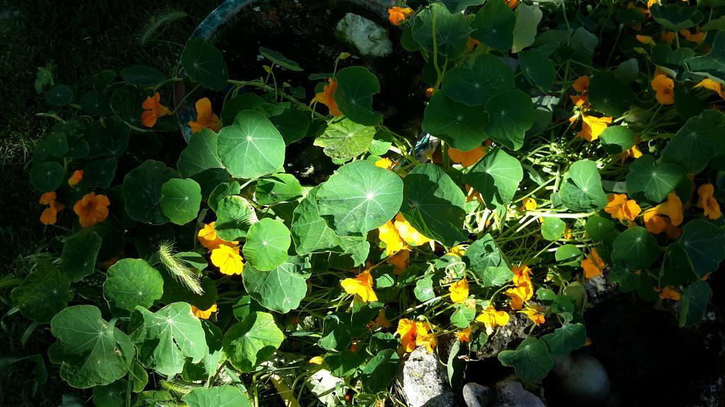 Casa Di Campagna Dal Pozzo Sorso Pokój zdjęcie